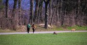 Przyjdź, poznaj, adoptuj. Wyjątkowy spacer w Płocku