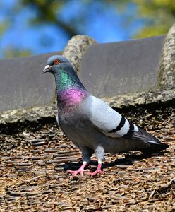 Absurd w Indiach. Gołąb oskarżony o szpiegostwo