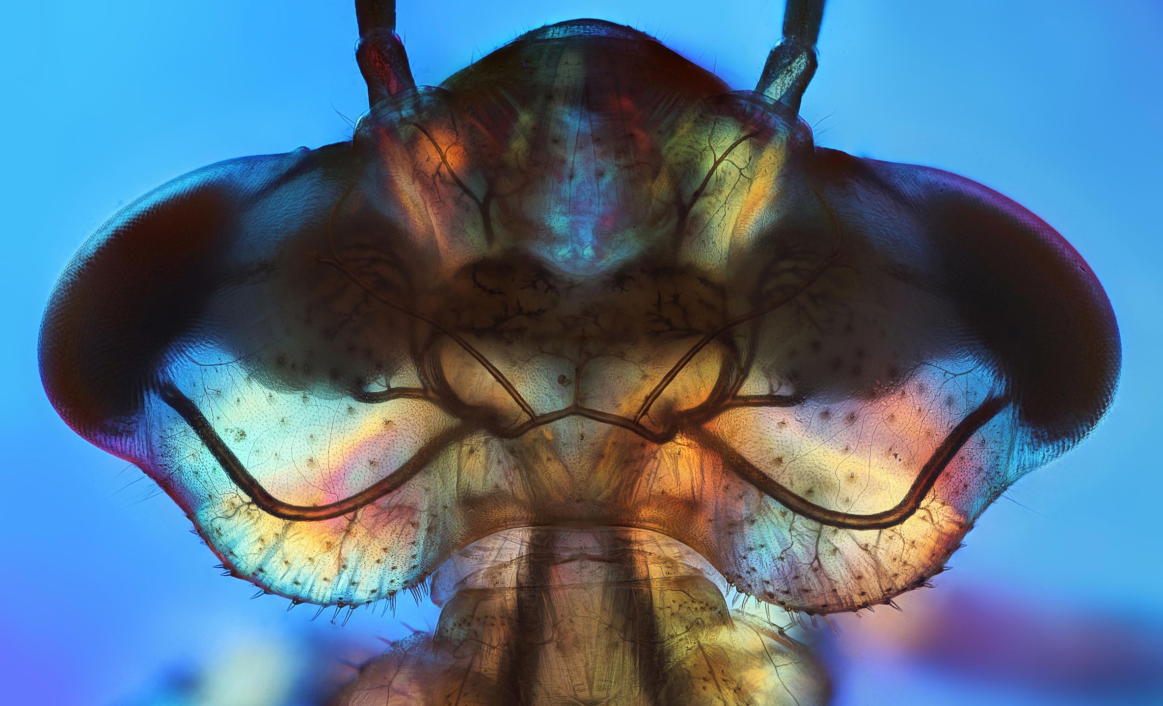 Zobacz najciekawsze z dotychczas zgłoszonych zdjęć w konkursie Sony World Photography Awards 2016 5