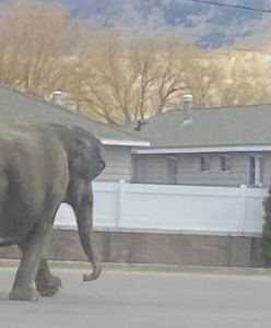 USA. Słoń biegał po ruchliwej ulicy. Uciekł z cyrku