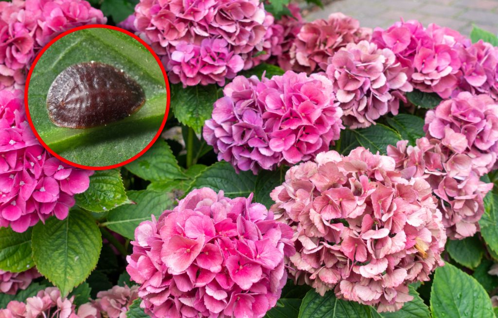 Żerują na hortensjach. Jeśli je zauważysz, działaj szybko