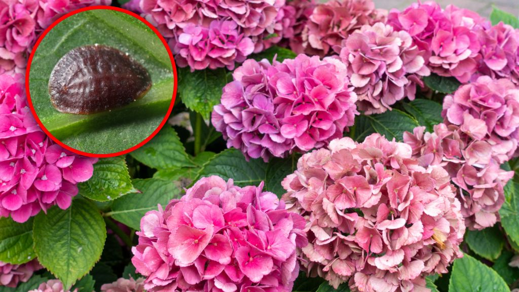 Czerwce na hortensjach