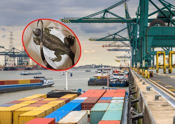 Nietypowi pasażerowie. Egzotyczne zwierzęta przypłynęły do Europy