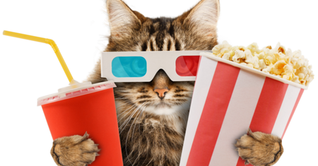 Oglądanie filmów z kotami poprawia humor. Sprawdź nasze propozycje