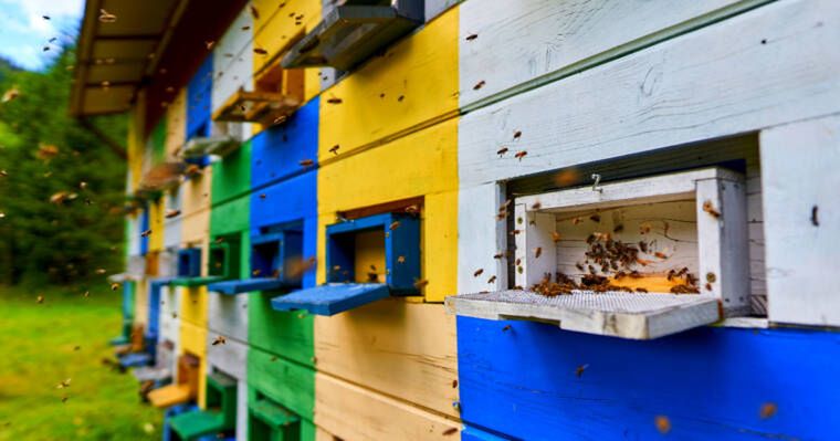 Biała piana w słoiku z miodem - co oznacza i czy jest szkodliwa?