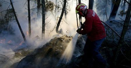Państwo kieruje bezrobotnych do ochrony lasów