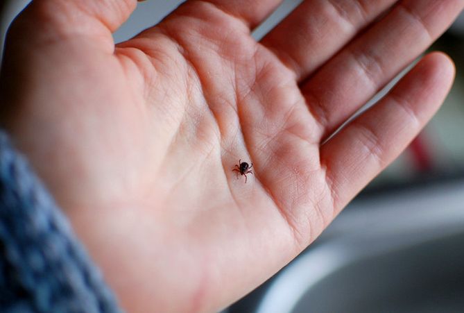 Kwas mrówkowy odstrasza kleszcze