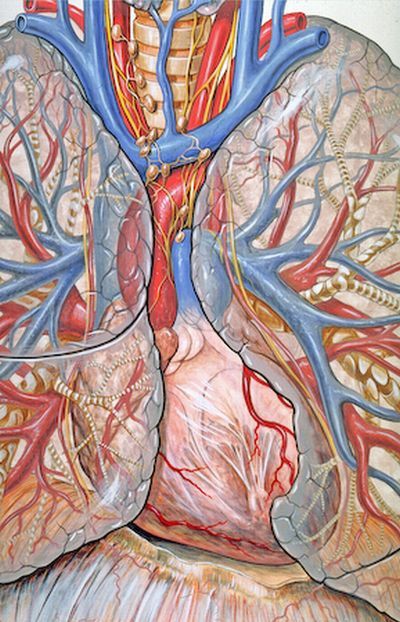 Atlas anatomiczny - anatomia serca i klatki piersiowej  