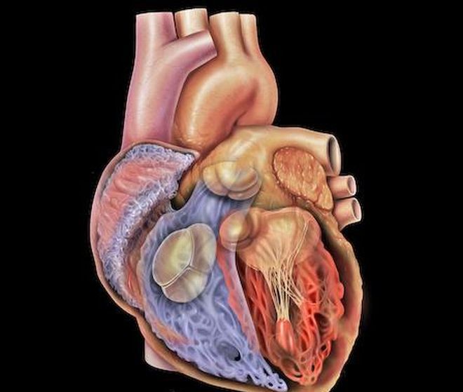 Atlas anatomiczny - przekrój budowy serca 