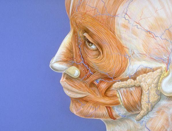 Atlas anatomiczny - ludzka twarz 