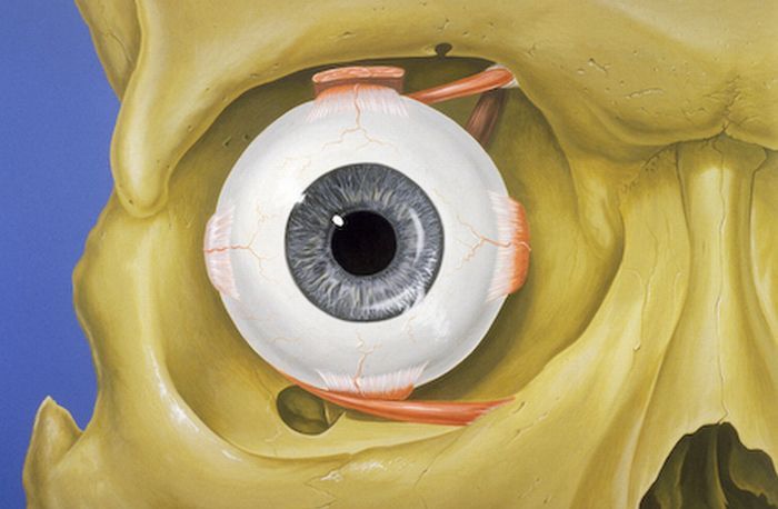 Atlas anatomiczny - przedni widok ludzkiego oka