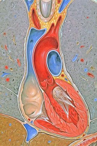 Atlas anatomiczny - serce i płuca  