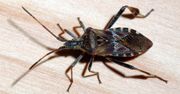 Te owady z gatunku pluskwiaka atakują nasze domy jesienią. Jak się ich pozbyć?