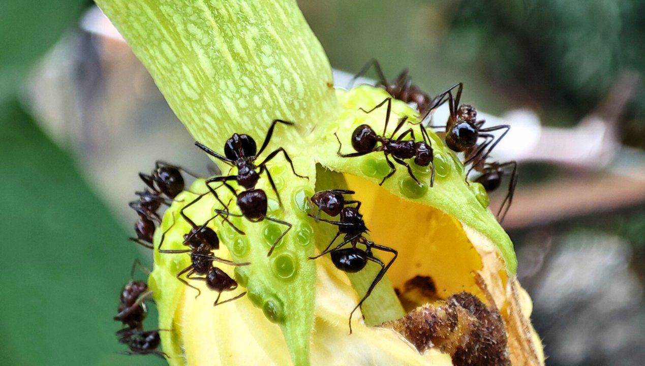 Jak pozbyć się mrówek z ogrodu, fot. Freepik