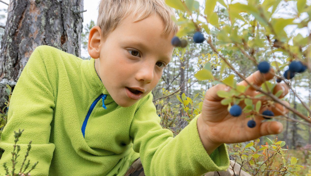 W tych miejscach nie możesz zbierać jagód. Niewiedza szarpnie cię po kieszeni