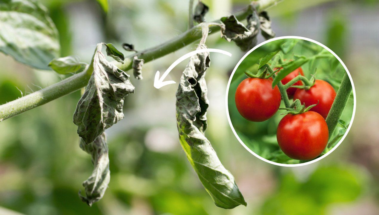 Oto dlaczego pomidory zwijają swoje liście. Reaguj na ten sygnał alarmowy
