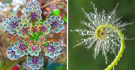 23 symetryczne rośliny, które udowadniają, że natura jest napisana językiem matematyki i harmonii