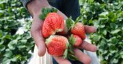 Jak rozpoznać polskie truskawki? Zapamiętaj cztery ważne zasady
