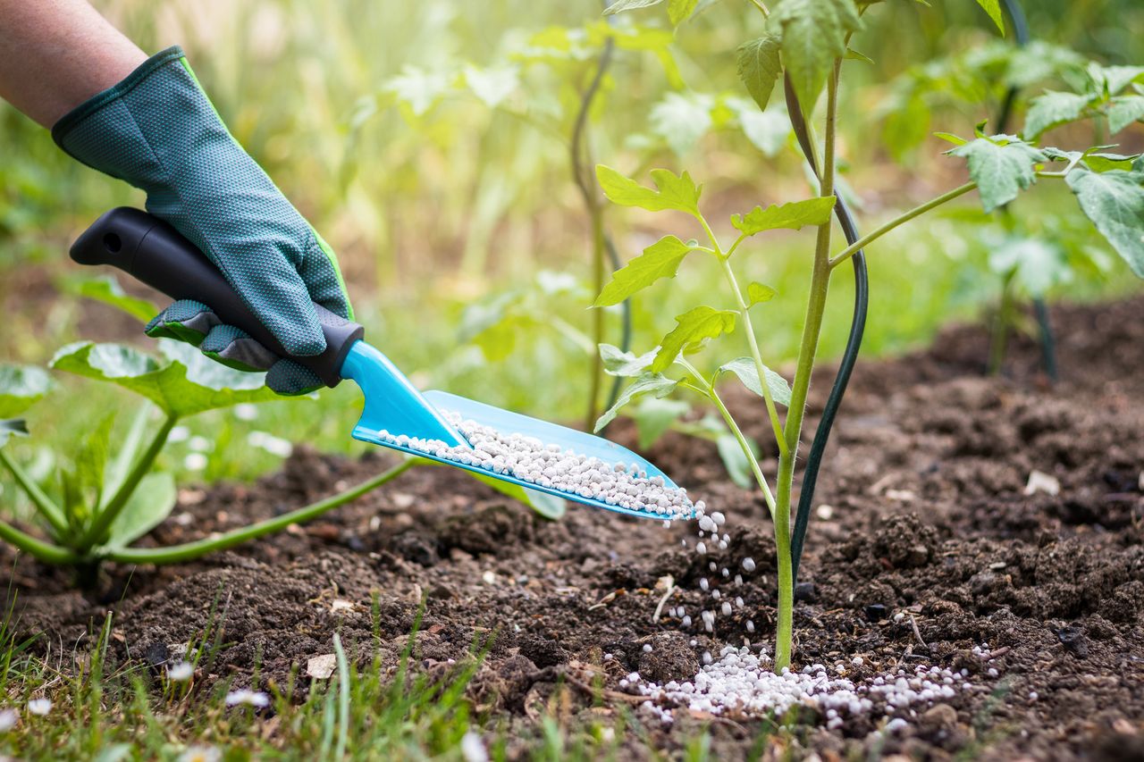 Hand wearing protective glove is holding small shovel and using fertilizer