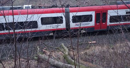 Powalone drzewo zatrzymało pociągi na trasie Chodzież – Poznań