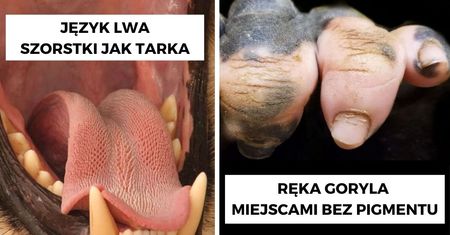11 niezwykłych zwierząt, które ukazują wyjątkowy świat natury, której jeszcze nie poznałeś