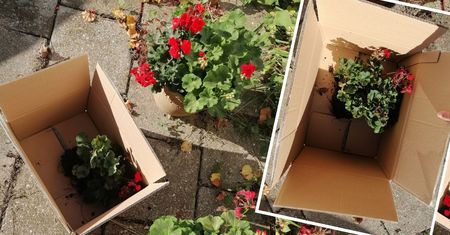 Trik na przezimowanie pelargonii w piwnicy bez okna! Wystarczy karton