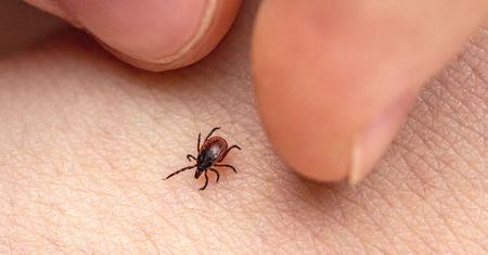 Już kilka kropli takiego naparu z ziół zabezpiecza przed kleszczami