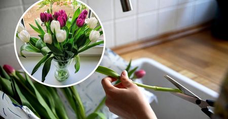 Ten trik sprawi, że nawet padnięte tulipany odżyją. Lepsze niż odżywka!