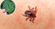 Naukowcy odkryli nowy sposób na kleszcze. Naturalny i zabójczo skuteczny