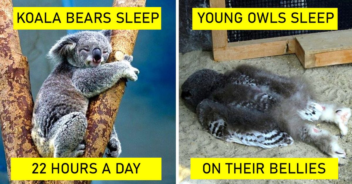 20 Intriguing Facts from the World of Animals. Stun Your Children with Your Knowledge!