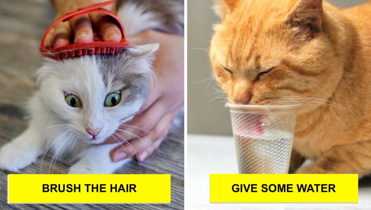 6 Tips on How to Keep Your Cat Cool in Hot Weather