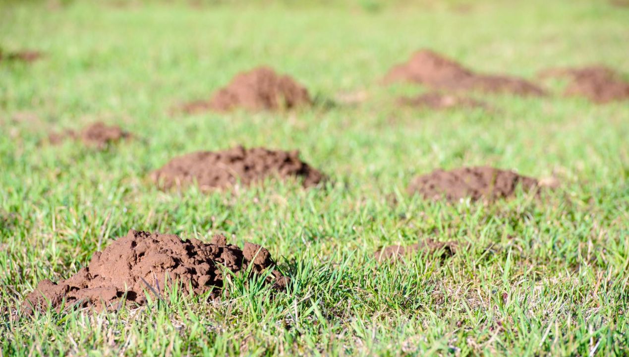 Wlej jedną z tych dwóch mieszanek do kopców. Szybko wypłoszysz kreta