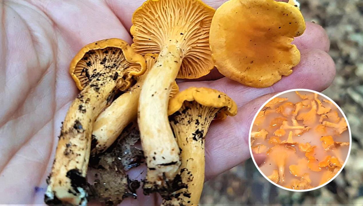 Jak oczyścić grzyby z piasku Fot. mushroom appreciation