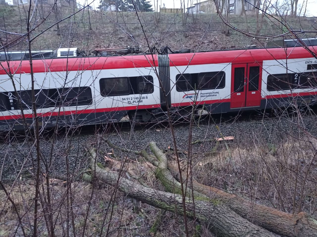 Powalone drzewo zatrzymało pociągi na trasie Chodzież – Poznań