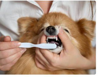 domowa pasta do zębów dla psa, fot. Freepik