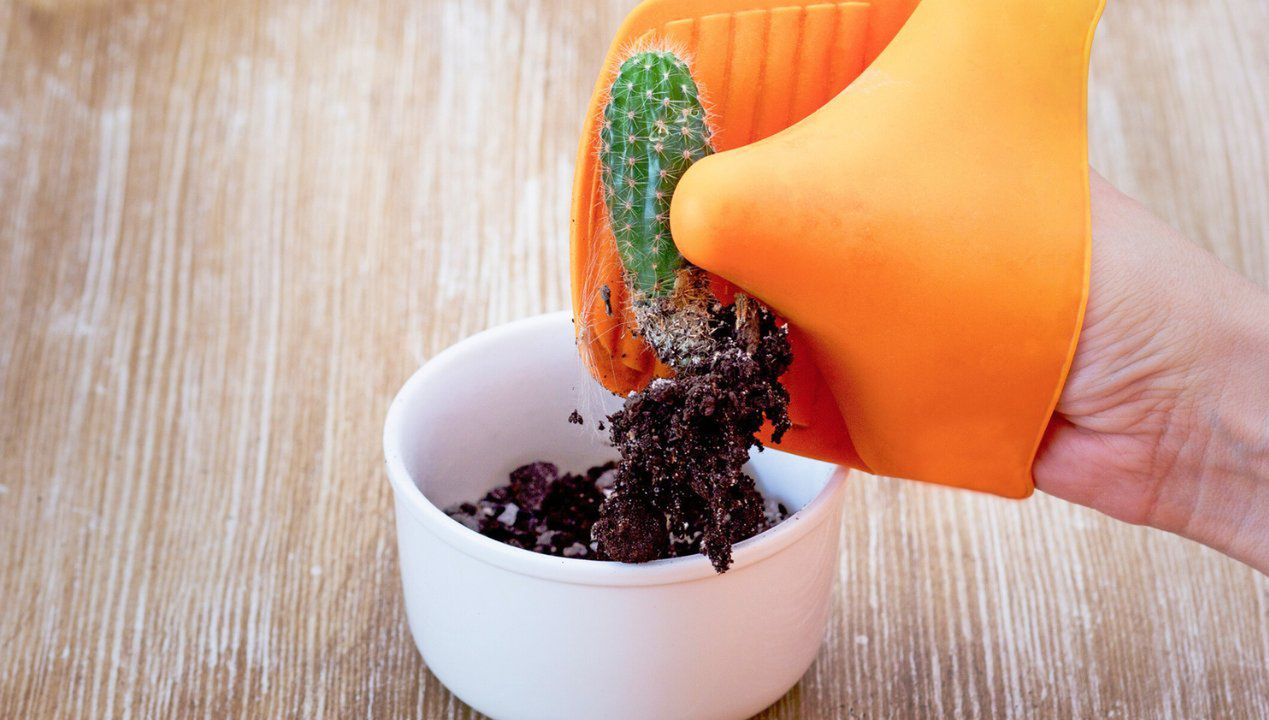 6 sposobów na bezpieczne przesadzanie kaktusów. Nie skończysz z kolcami w palcach