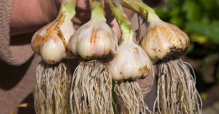 Dzięki 1 rzeczy czosnek będzie rósł jak na drożdżach! Główki będą gigantyczne i aromatyczne