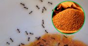 Wystarczy, że rozsypiesz ją w kuchni, a mrówki uciekną. Nienawidzą tej przyprawy