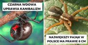 11 mrożących krew w żyłach ciekawostek o pająkach. Nie dla osób cierpiących na archnofobię