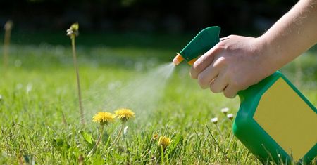 Mieszam ze sobą i spryskuję chwasty. Trawnik odzyskuje ładny wygląd