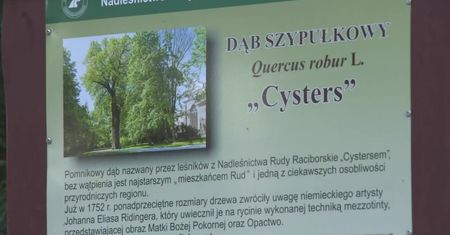 Wandale podpalili pomnik przyrody. 500-letni dąb Cysters przetrwał, ale nie wiadomo, czy się odrodzi