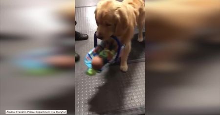 Golden retriever nianią? W tym psiaku obudził się instynkt macierzyński