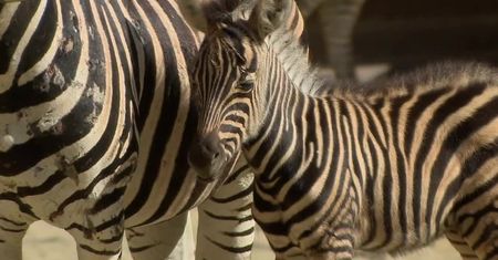 Krakowskie zoo powiększyło się o dwa pingwiny oraz zebrę. Wcześniej na świat przyszedł tygrys i wielbłąd