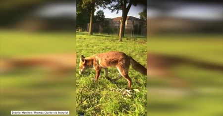 Przyjazny lis nie tylko nie boi się człowieka, ale zaczepia go niczym pies