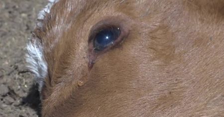 Susza w Chile uderzyła w hodowców bydła. Niedobór wody pitnej przetrzebił stada