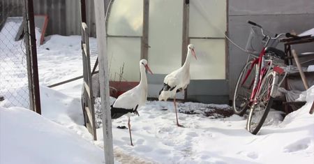 Myśliwy zabił dorosłe bociany. Rosyjski emeryt wychowuje ich młode