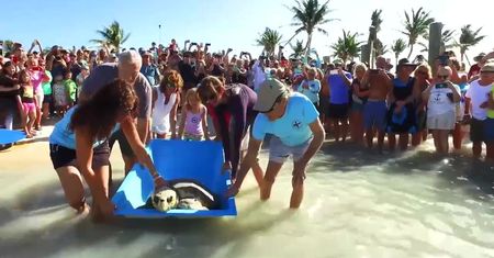 Żółw morski wraca do oceanu po 5-miesięcznej rehabilitacji