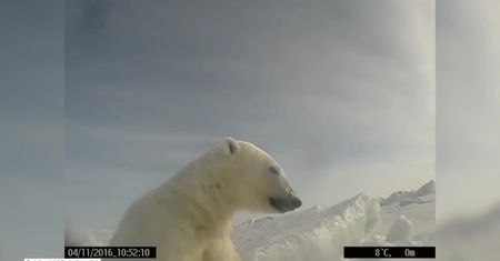 Tak żyją niedźwiedzie polarne. Nagrania z kamer umocowanych na zwierzętach