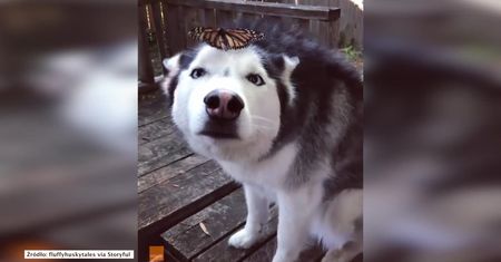 Urocza reakcja husky’ego na motyla, który usiadł mu na nosie