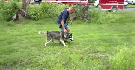 Husky wydobyty przy pomocy dźwigu z głębokiej dziury. Strażacy pomogli psu podczas powodzi w Pensylwanii